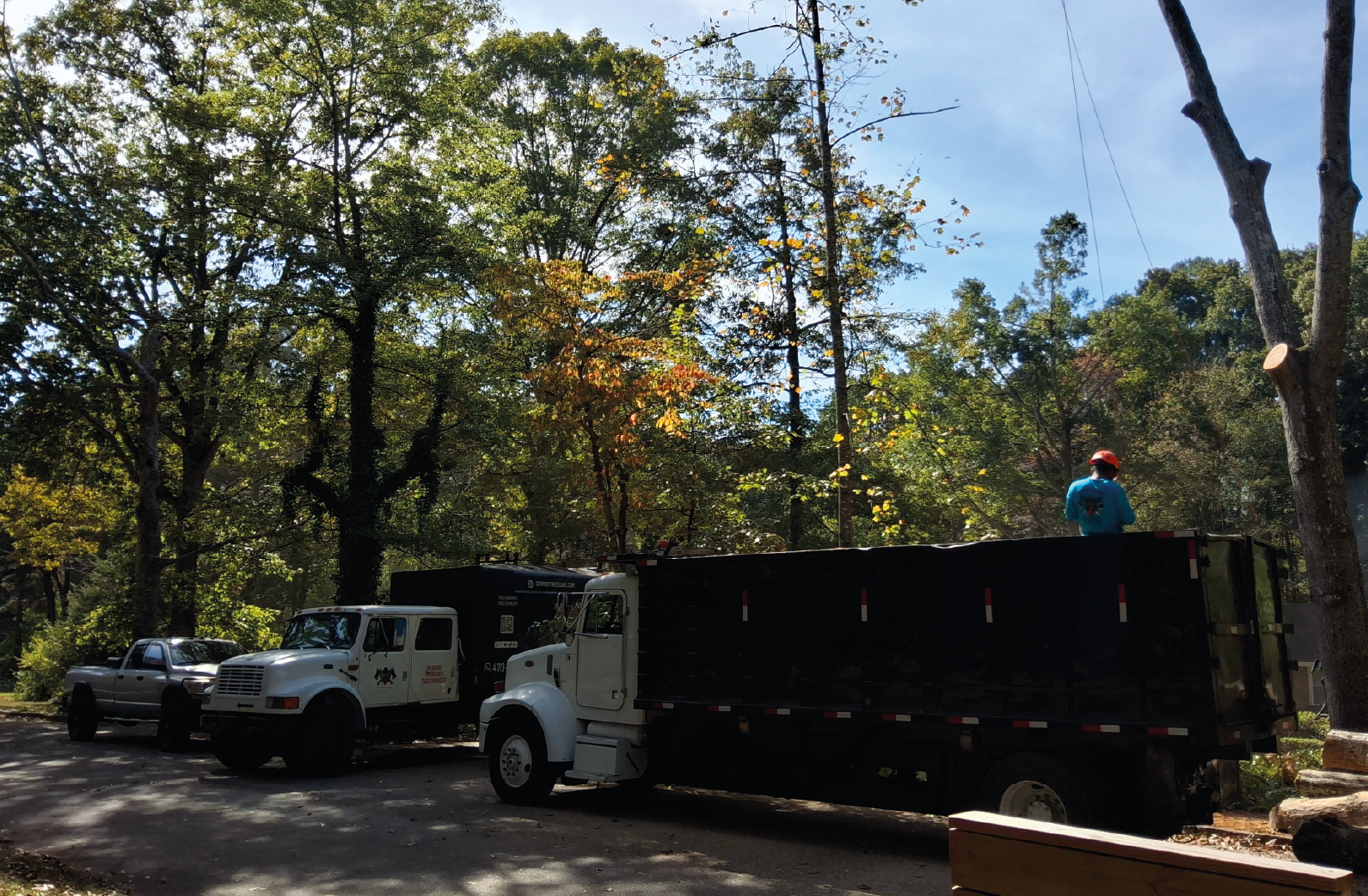 Cowboy Tree Care tree service work