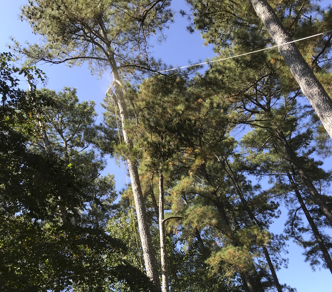 Tree Service