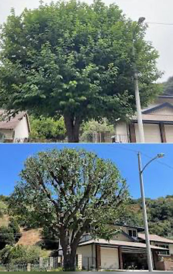 Fayette outdoors llc tree service work