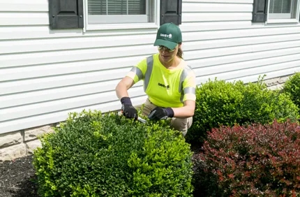 How to care for trees in the summer