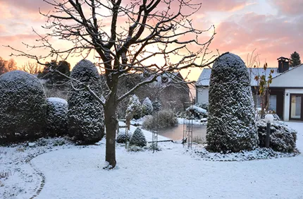 How to prepare trees for winter