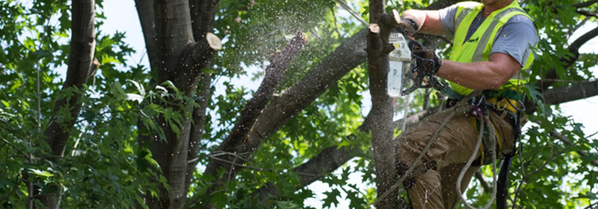 Arborguard tree service work