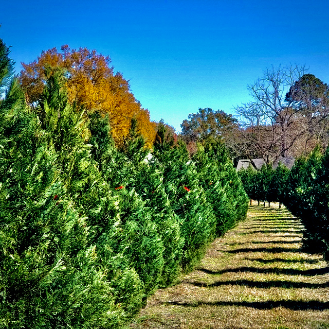 Minter's Farm tree service work