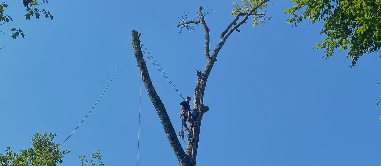 Safety Tree Services tree service work