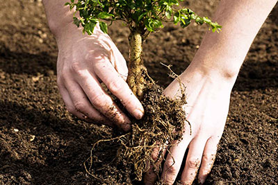 Safety Tree Services tree service work