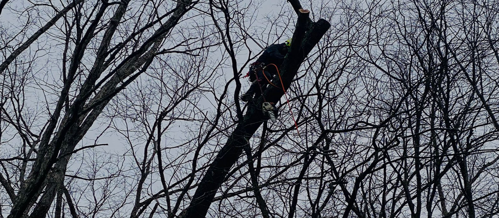 Photo of Safety Tree Services