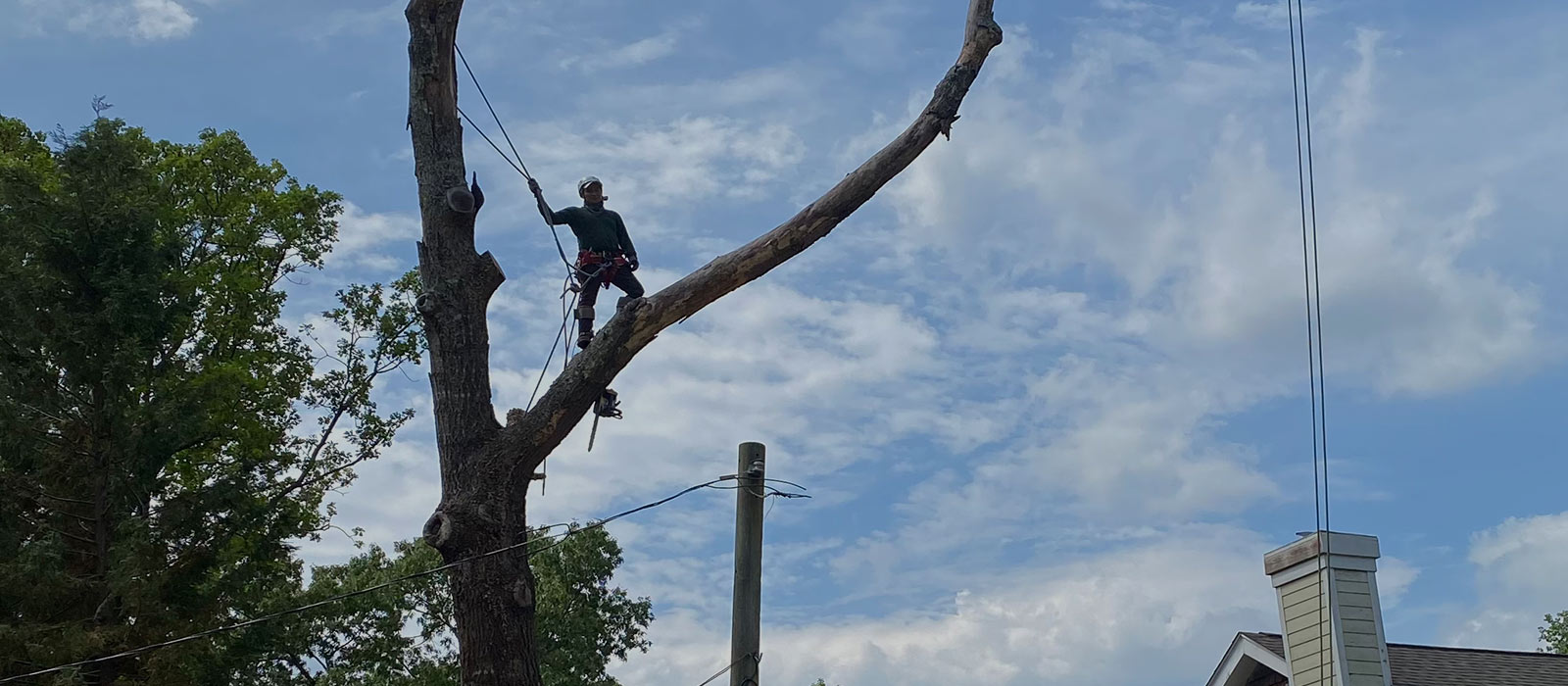 Safety Tree Services tree service work