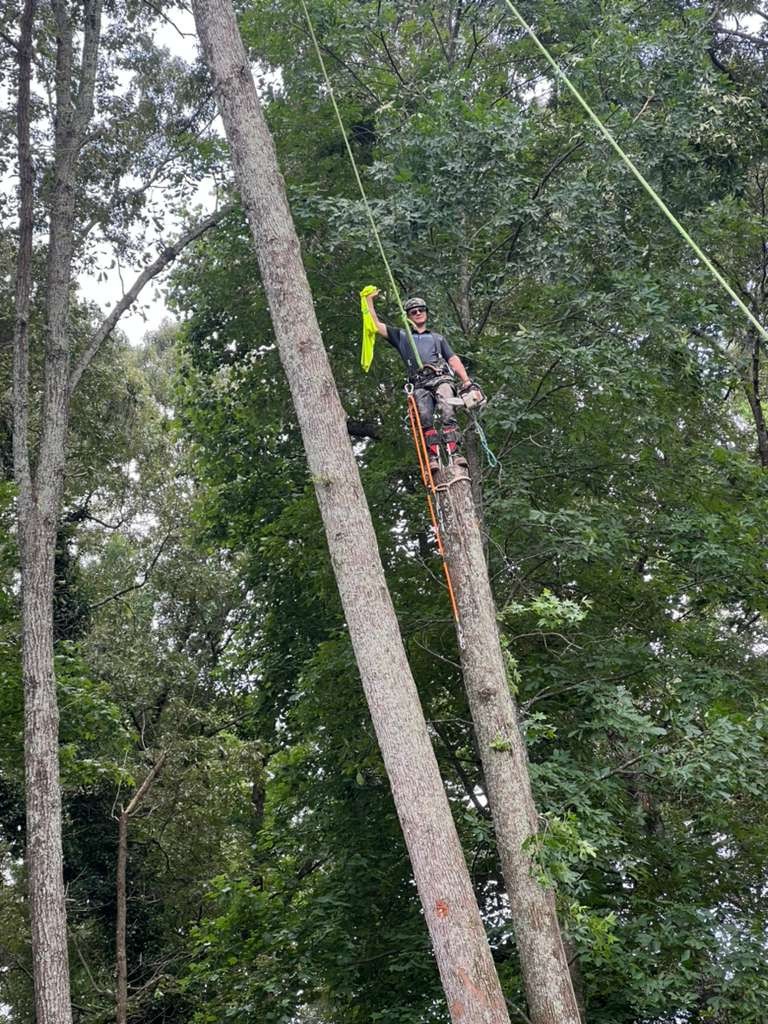 ELEGANT TREE SERVICE LLC tree service work