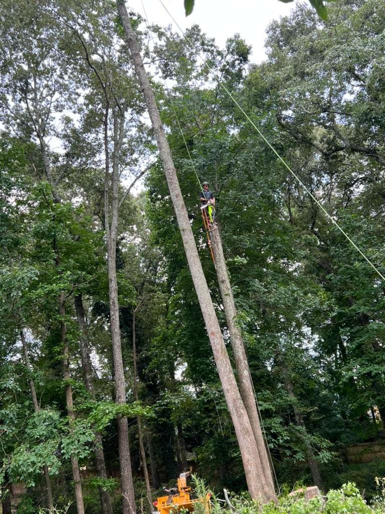 ELEGANT TREE SERVICE LLC tree service work