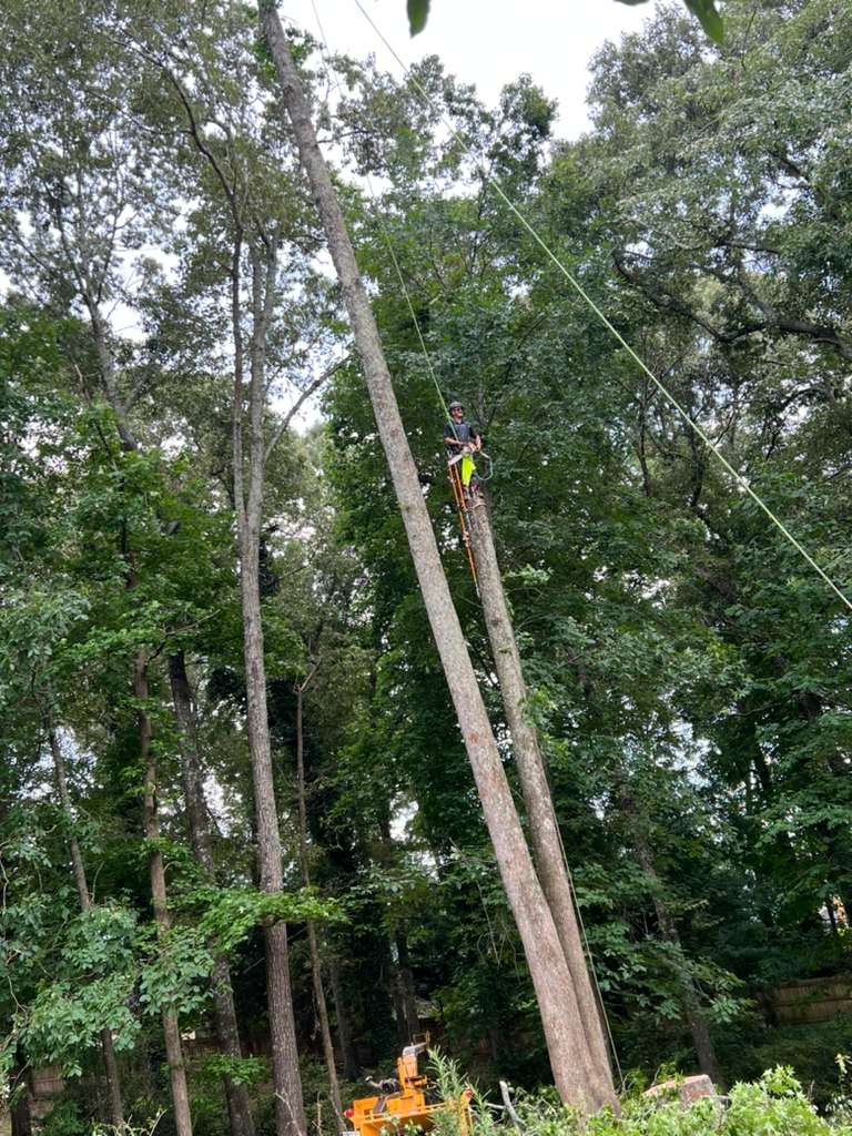 ELEGANT TREE SERVICE LLC tree service work