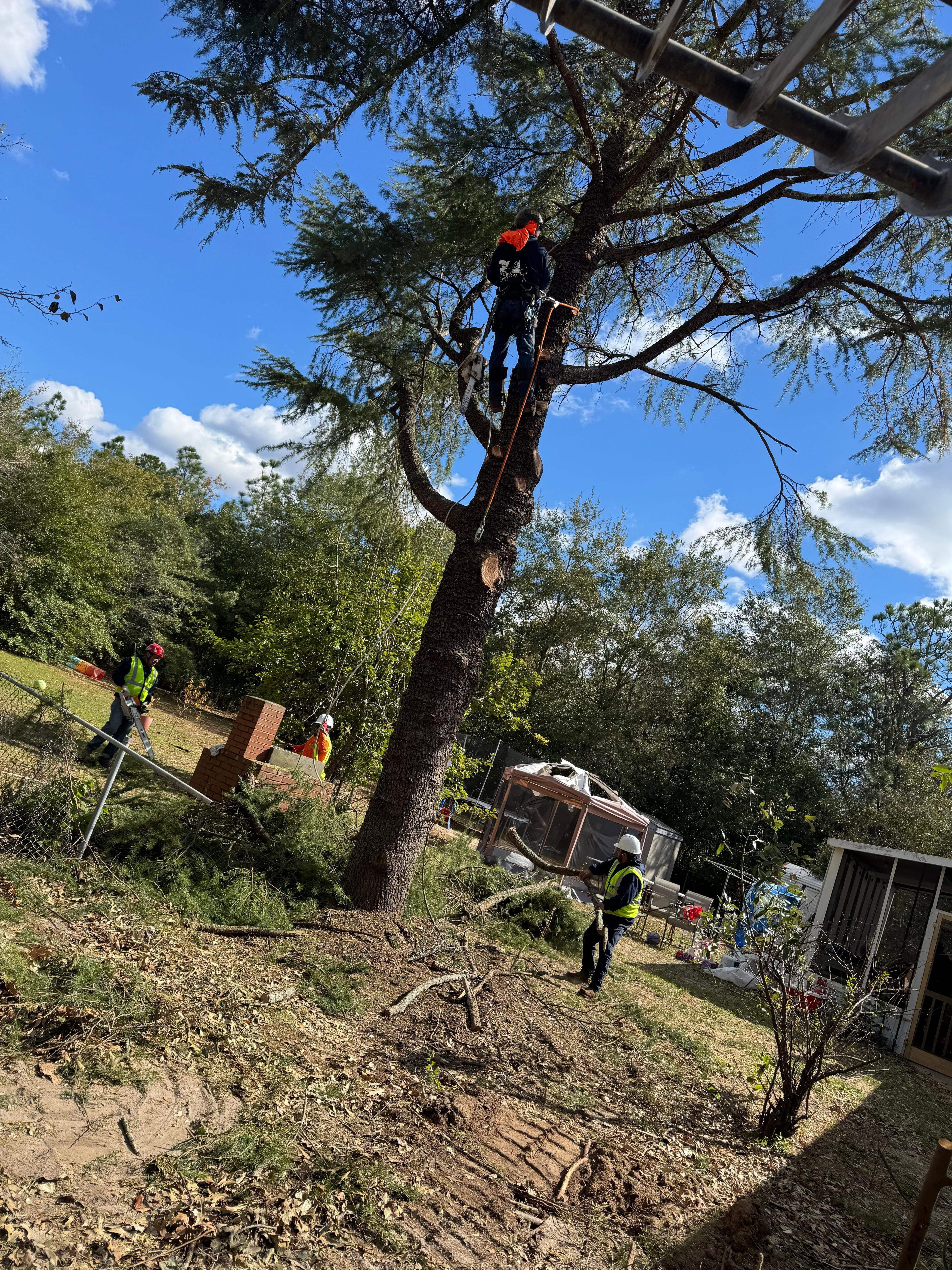 Photo of ELEGANT TREE SERVICE LLC