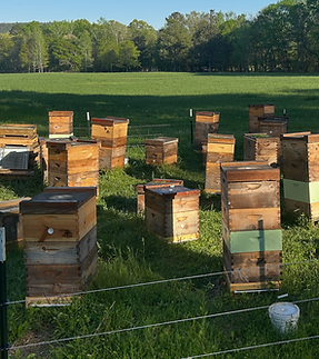 Bee%20yard