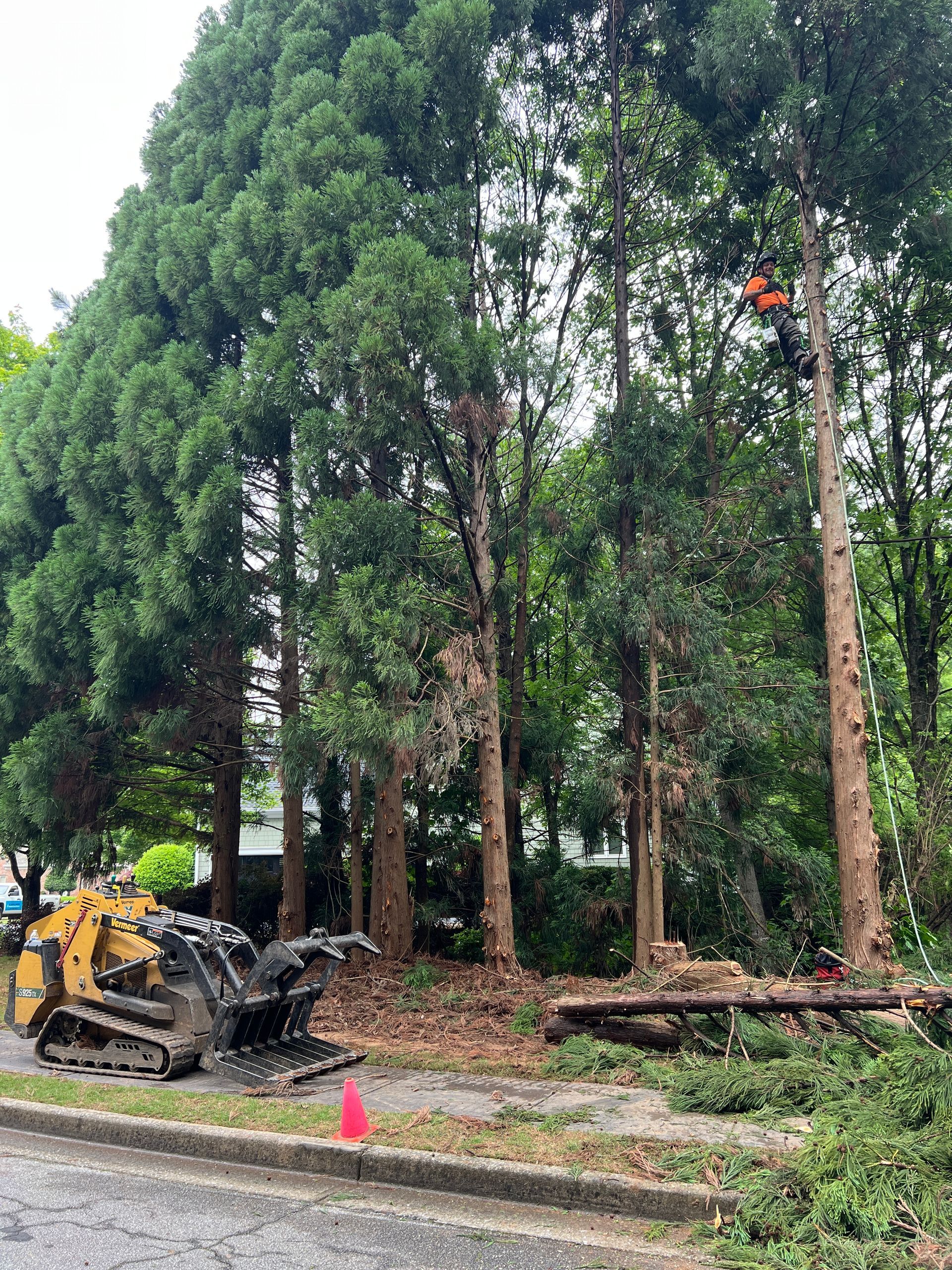 Photo of Allatoona Tree Co