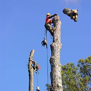 Arbor Rite Tree Surgeon logo