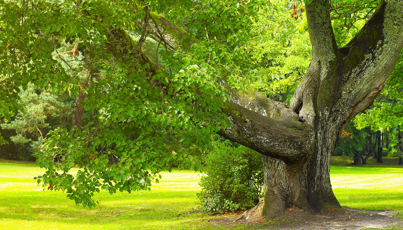 Oak tree feature min
