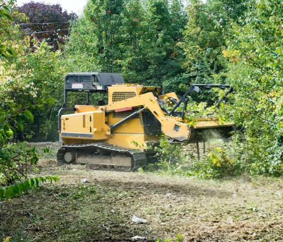 Photo of Tree Time Tree Services