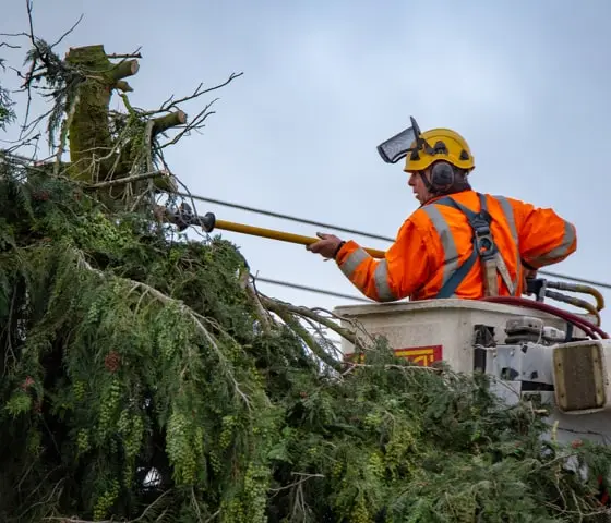 Arborist services min