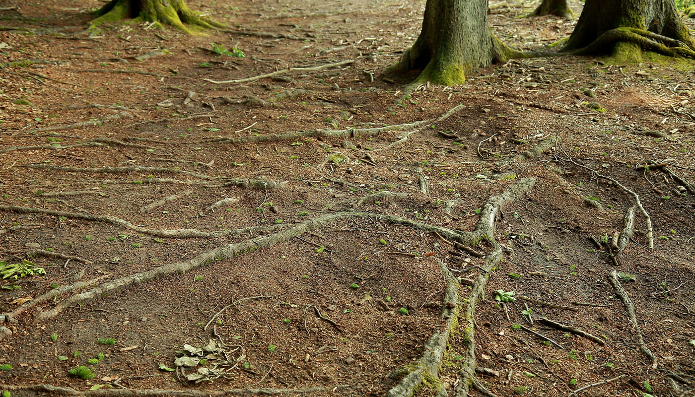 Surface Roots GA min