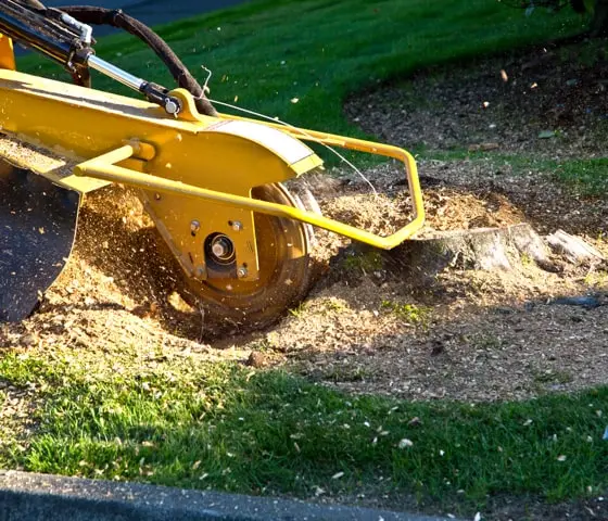 Stump grinding min