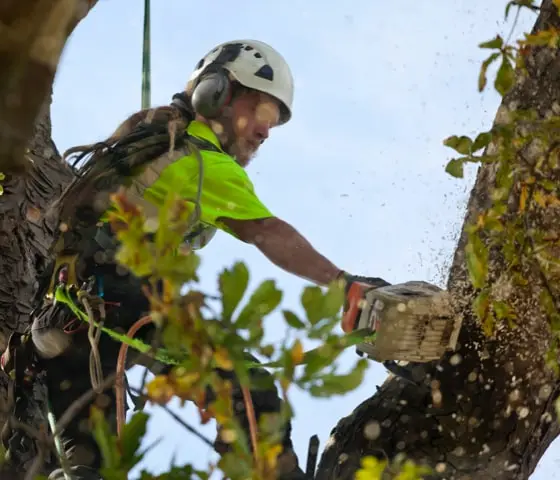 Tree removal min