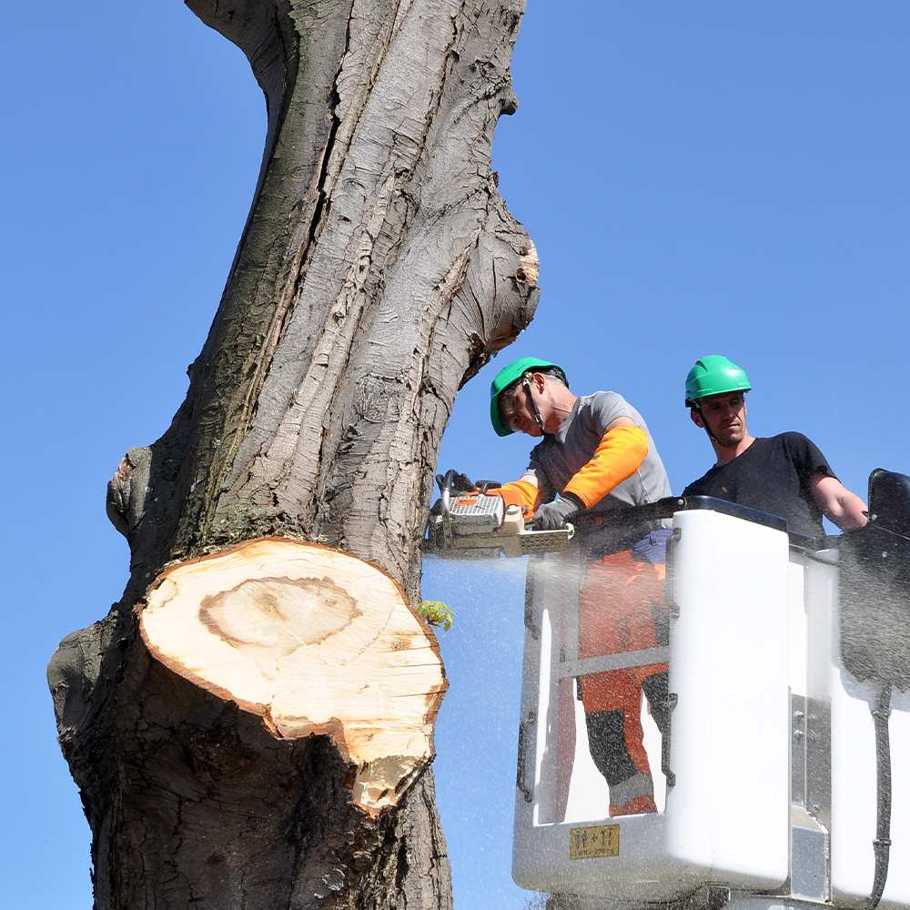 Joseph's Tree Work tree service work