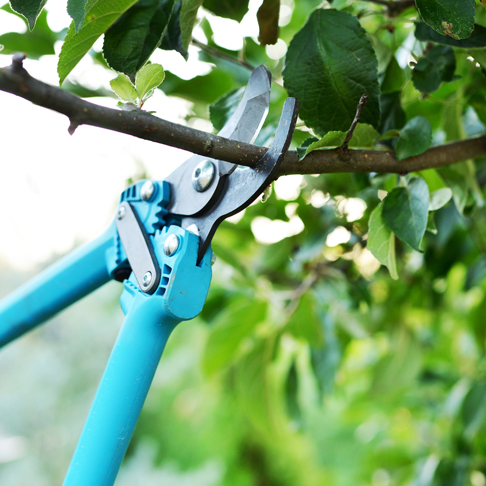 Joseph's Tree Work tree service work