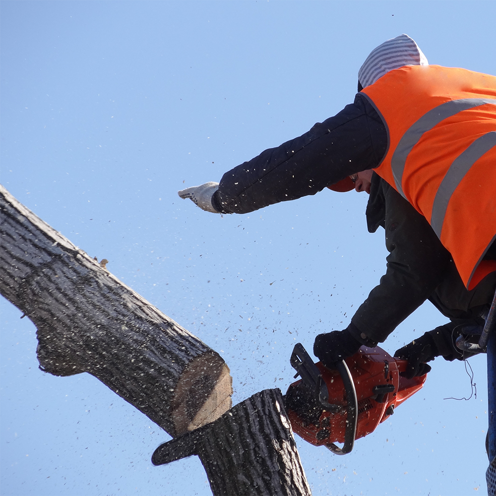Joseph's Tree Work tree service work