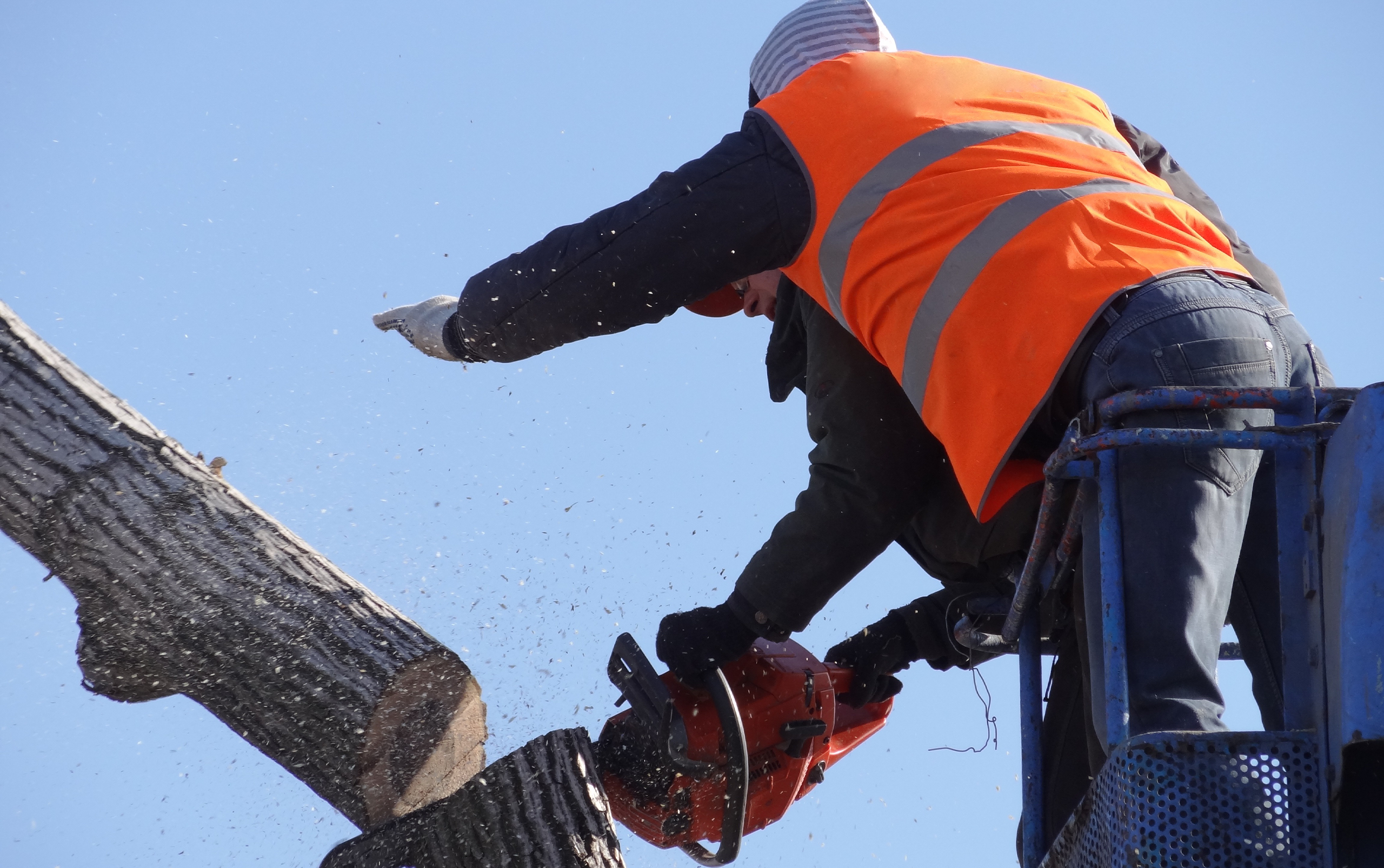 Photo of Joseph's Tree Work