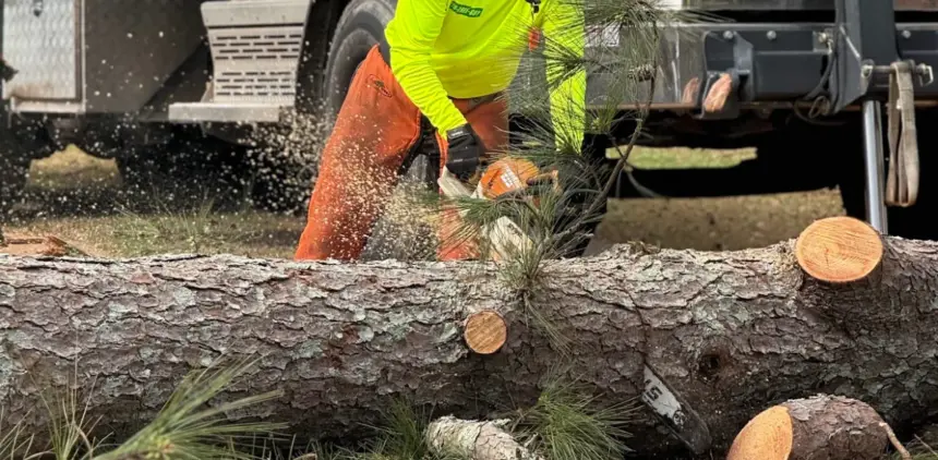 Photo of 770-Tree-Guy