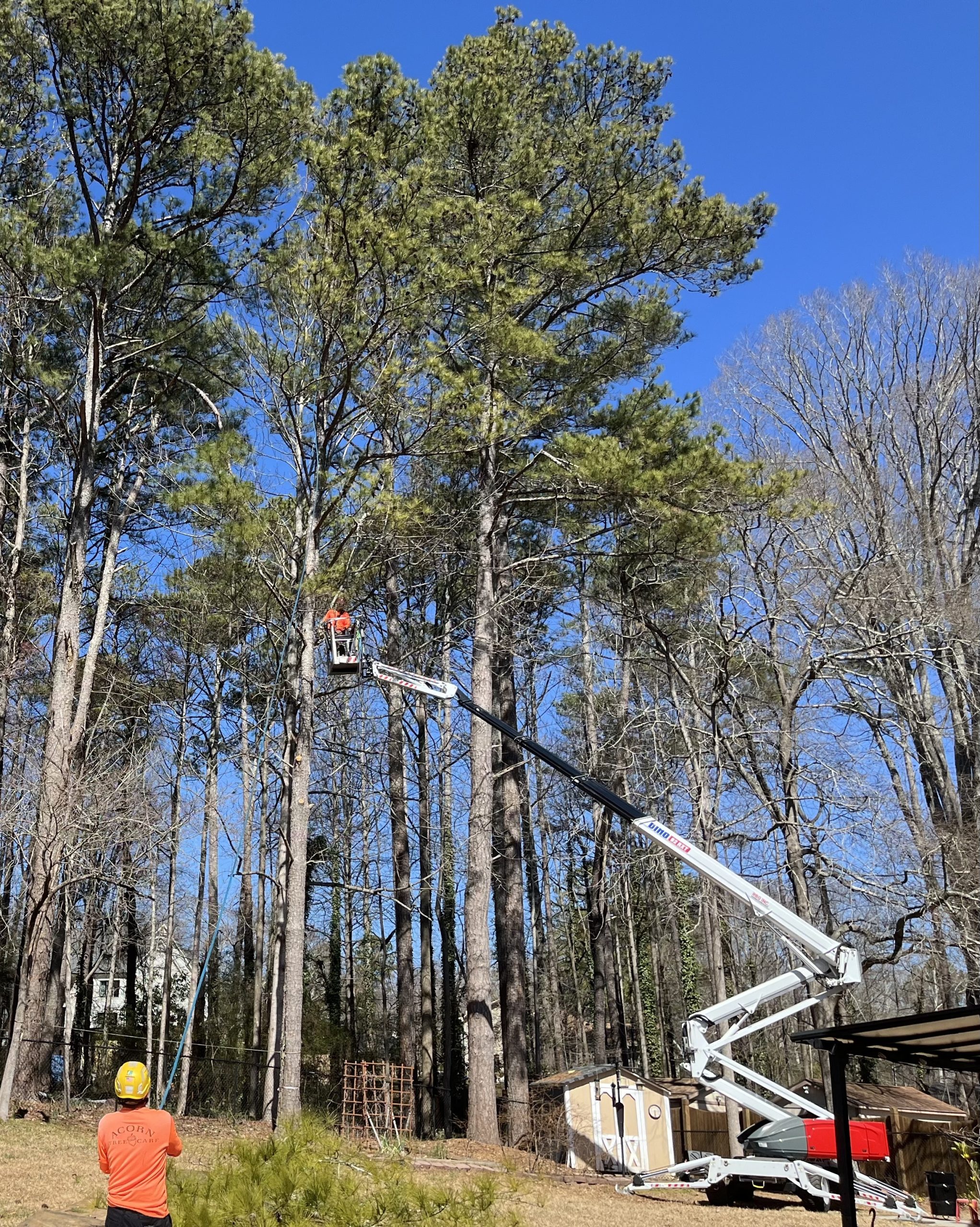 Photo of Acorn Tree Care