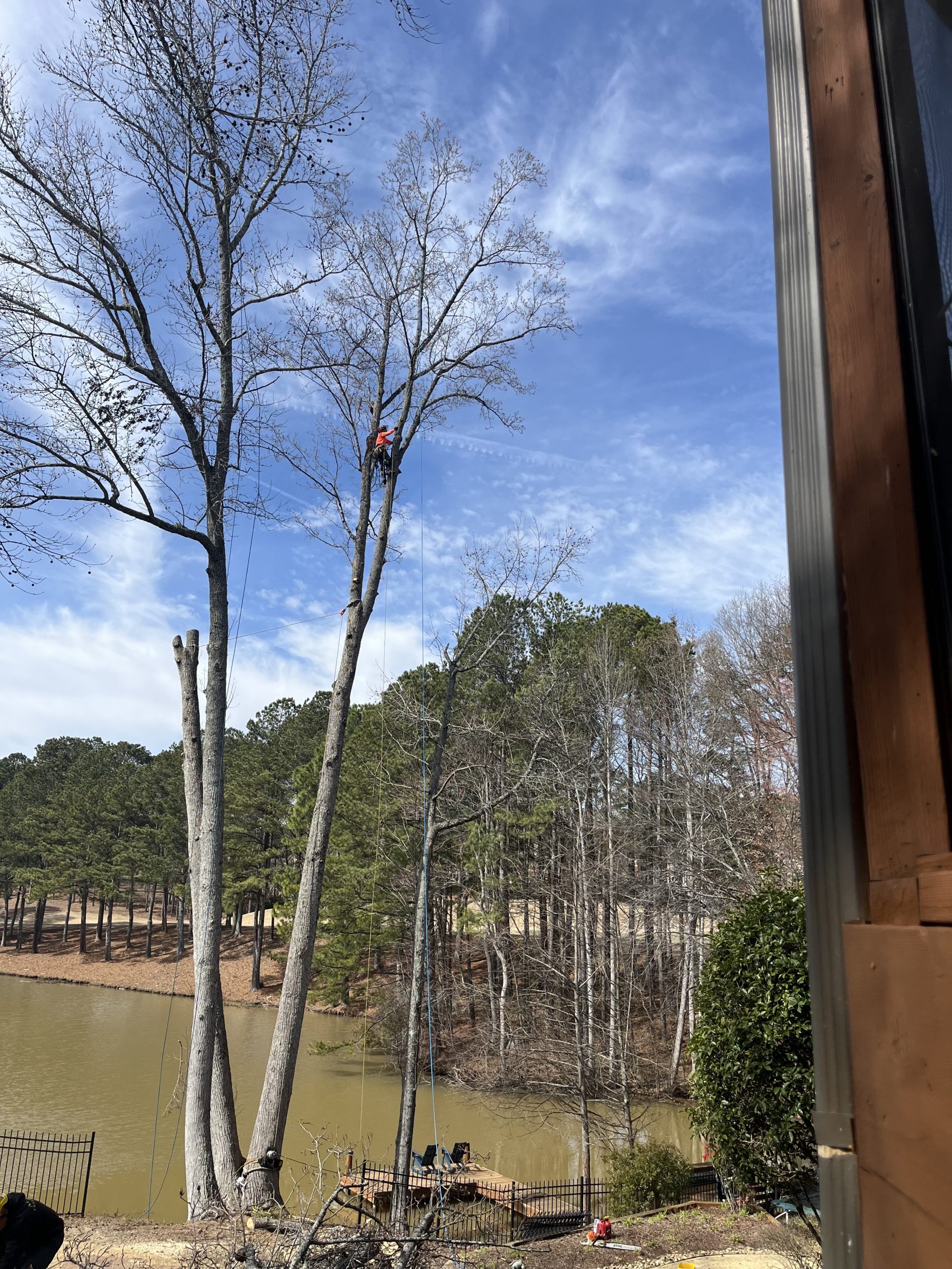 Tree pruning in with an arborist high in a tree near a fenced lakeside area