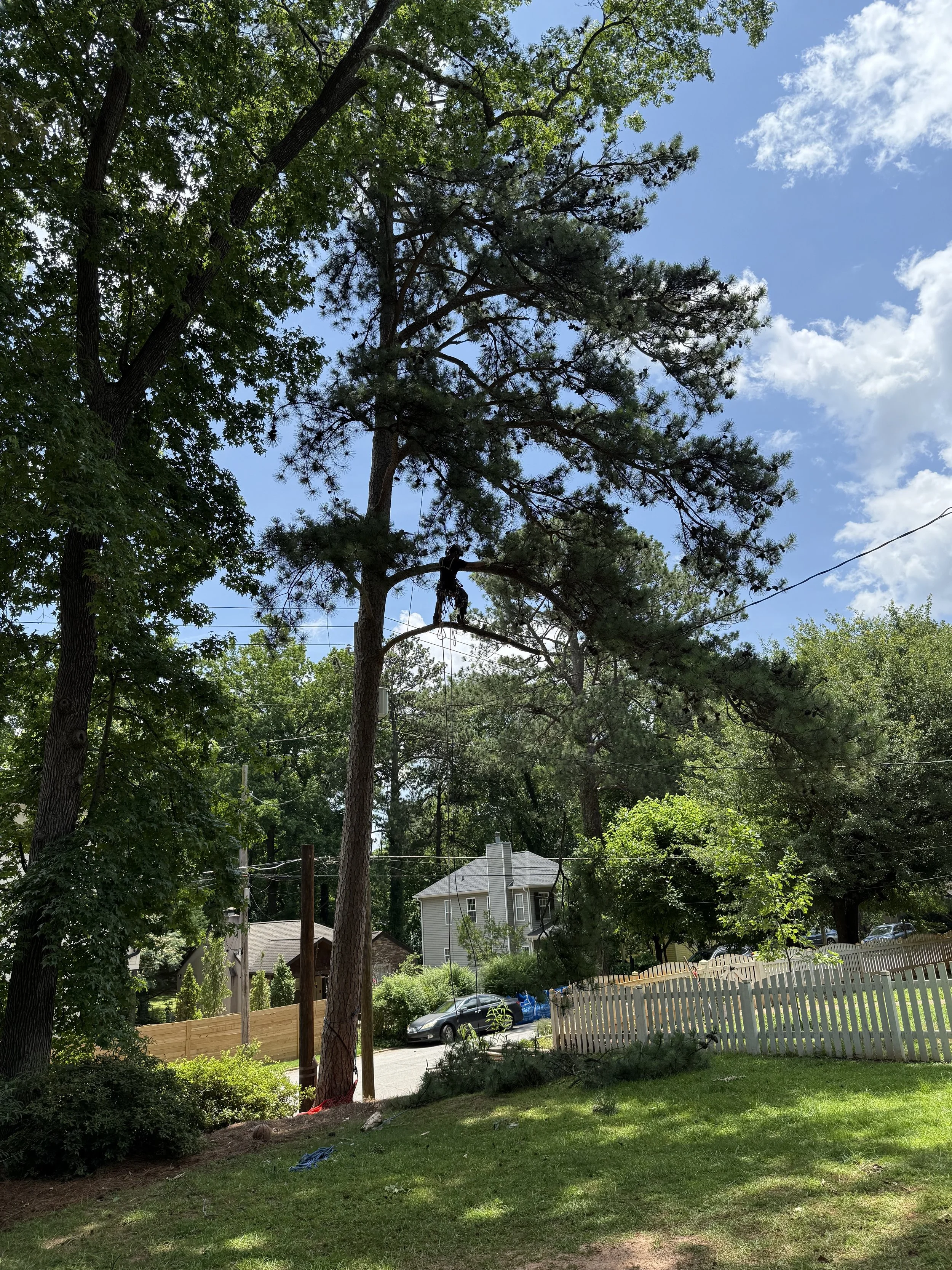 Freedom Tree Services, LLC tree service work