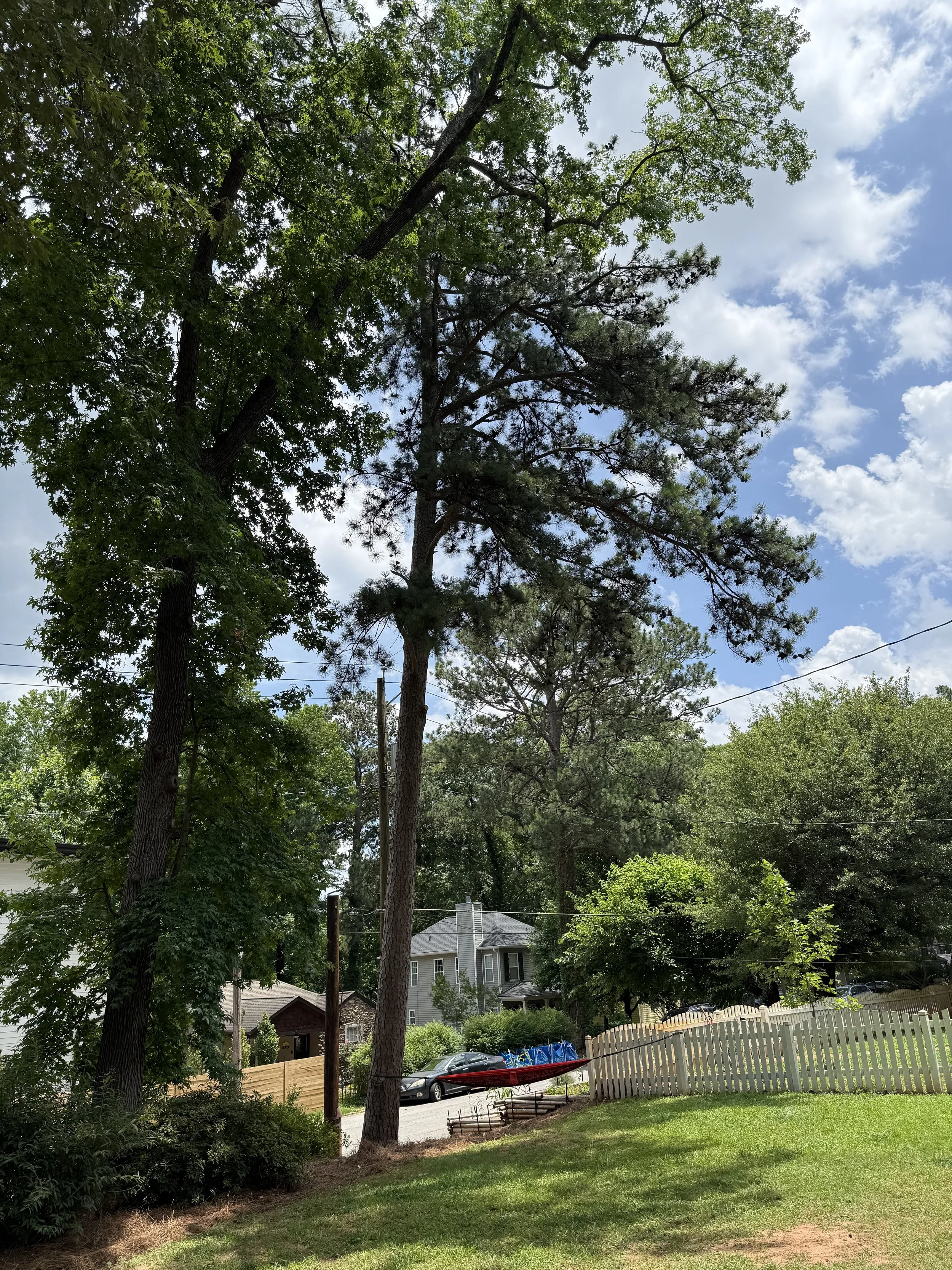 Freedom Tree Services, LLC tree service work