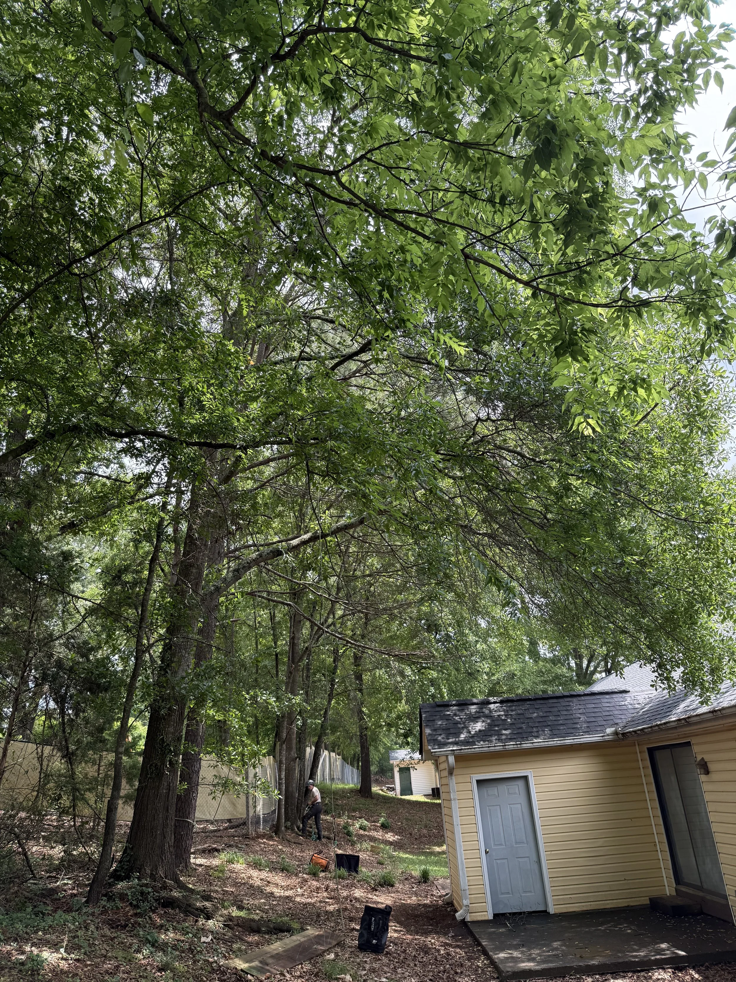 Photo of Freedom Tree Services, LLC
