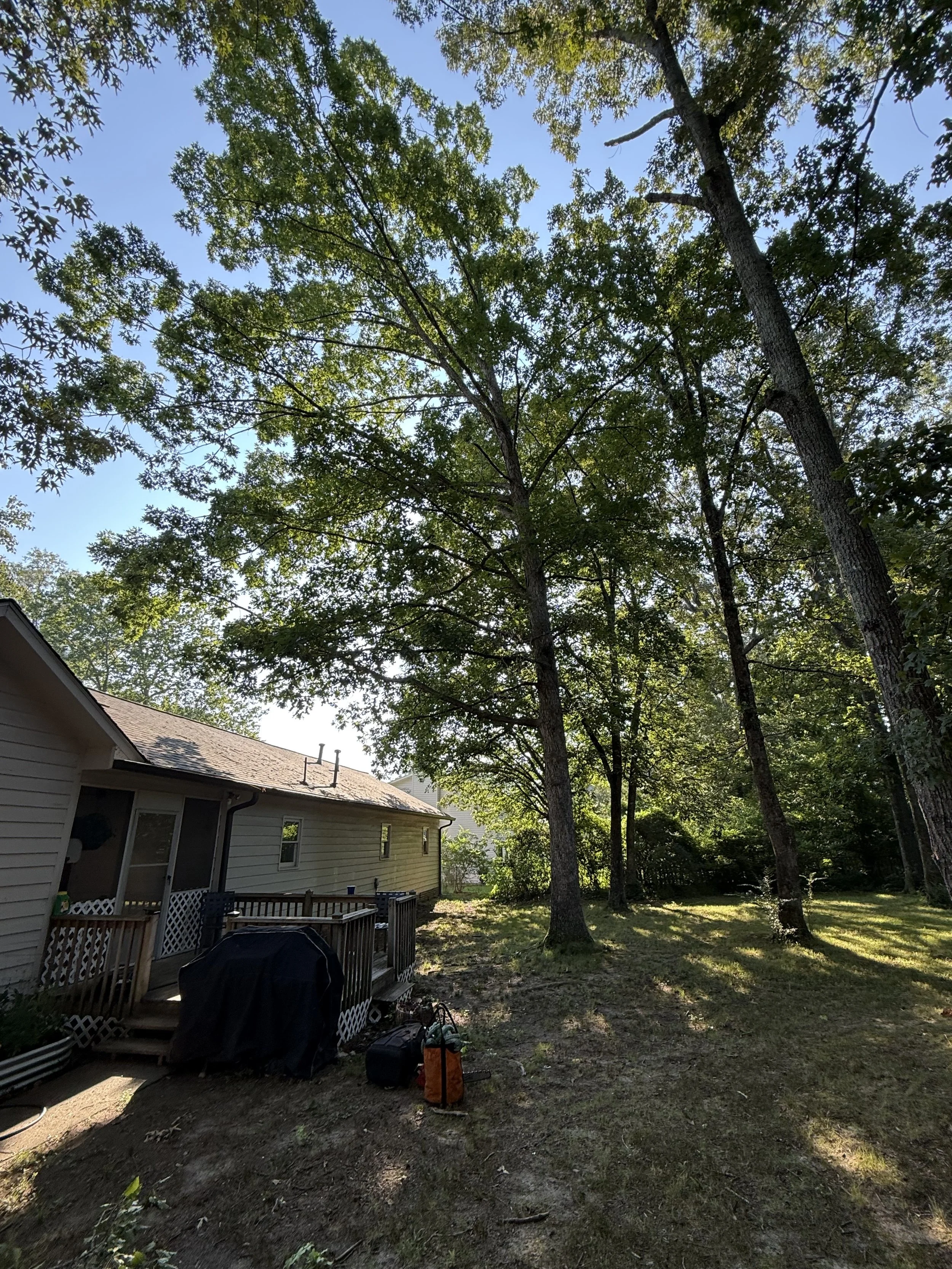 Freedom Tree Services, LLC tree service work