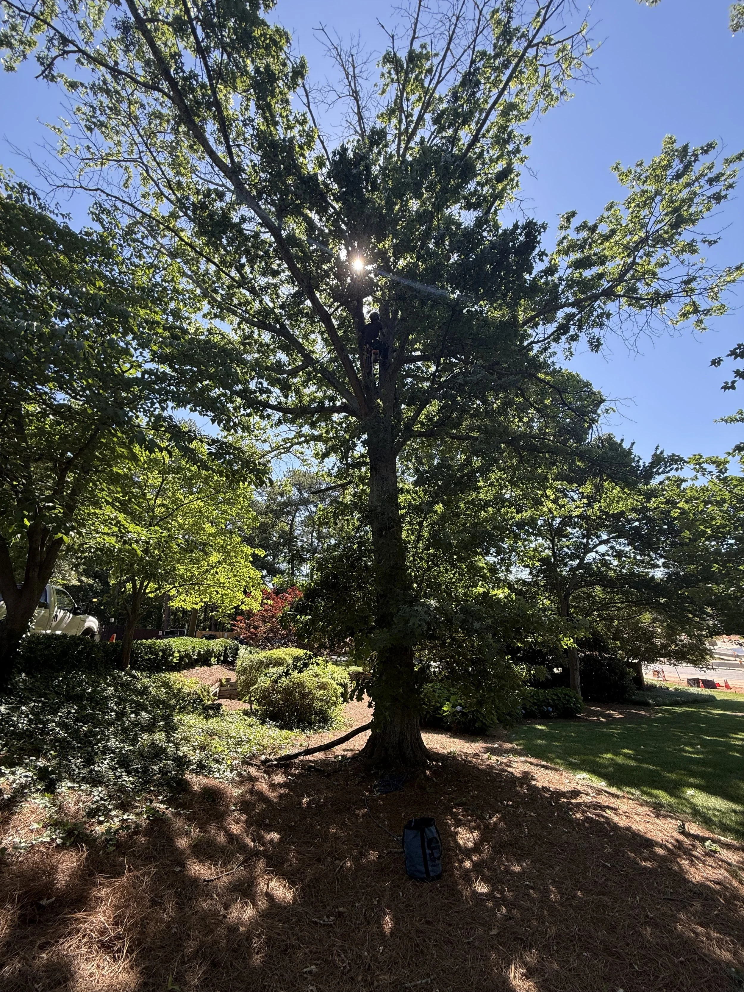 Freedom Tree Services, LLC tree service work