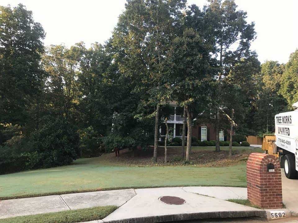 Tree Service