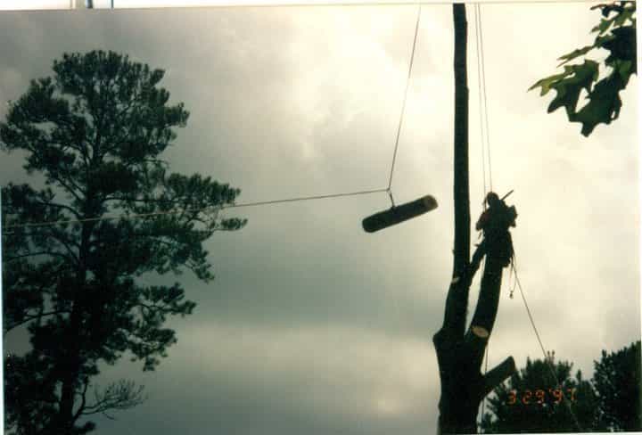 Tree Service