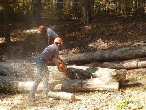 Tree Service