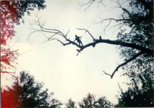 Tree Service