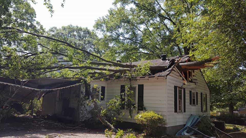 Tree Service