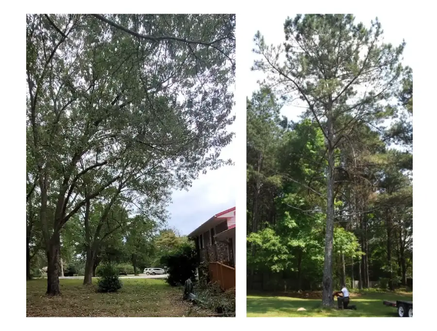 Photo of Mays Tree Service LLC