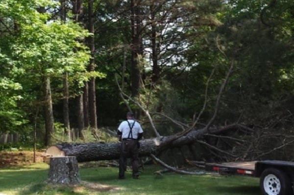 Tree Cutting
