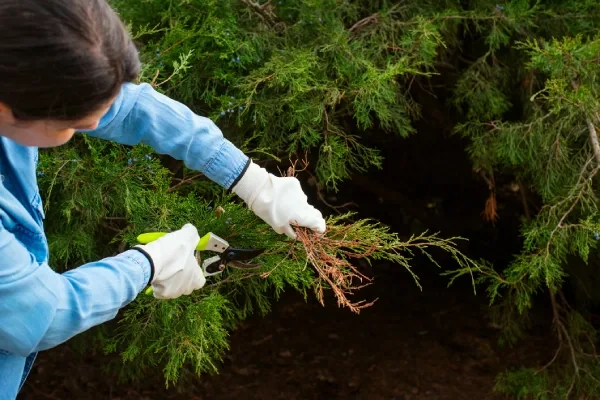 Tree Pruning