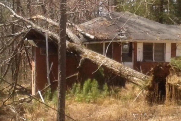 Tree Removal