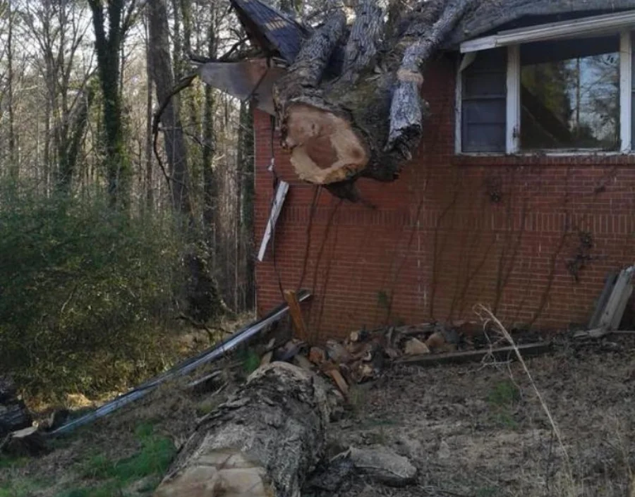 Tree Service