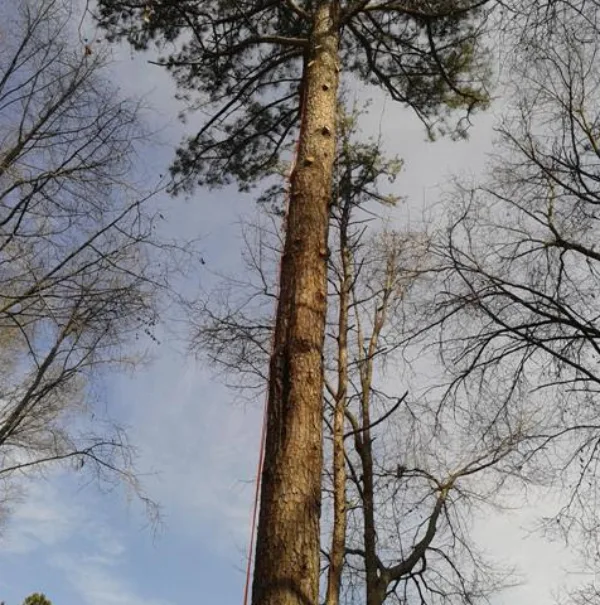 Reliable Tree Service