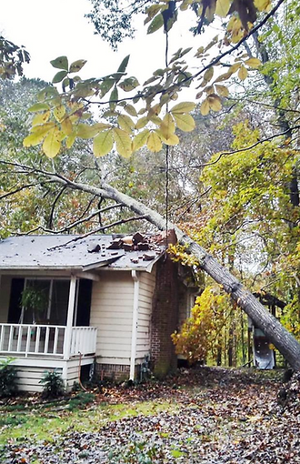 Photo of Patterson Tree Experts, LLC