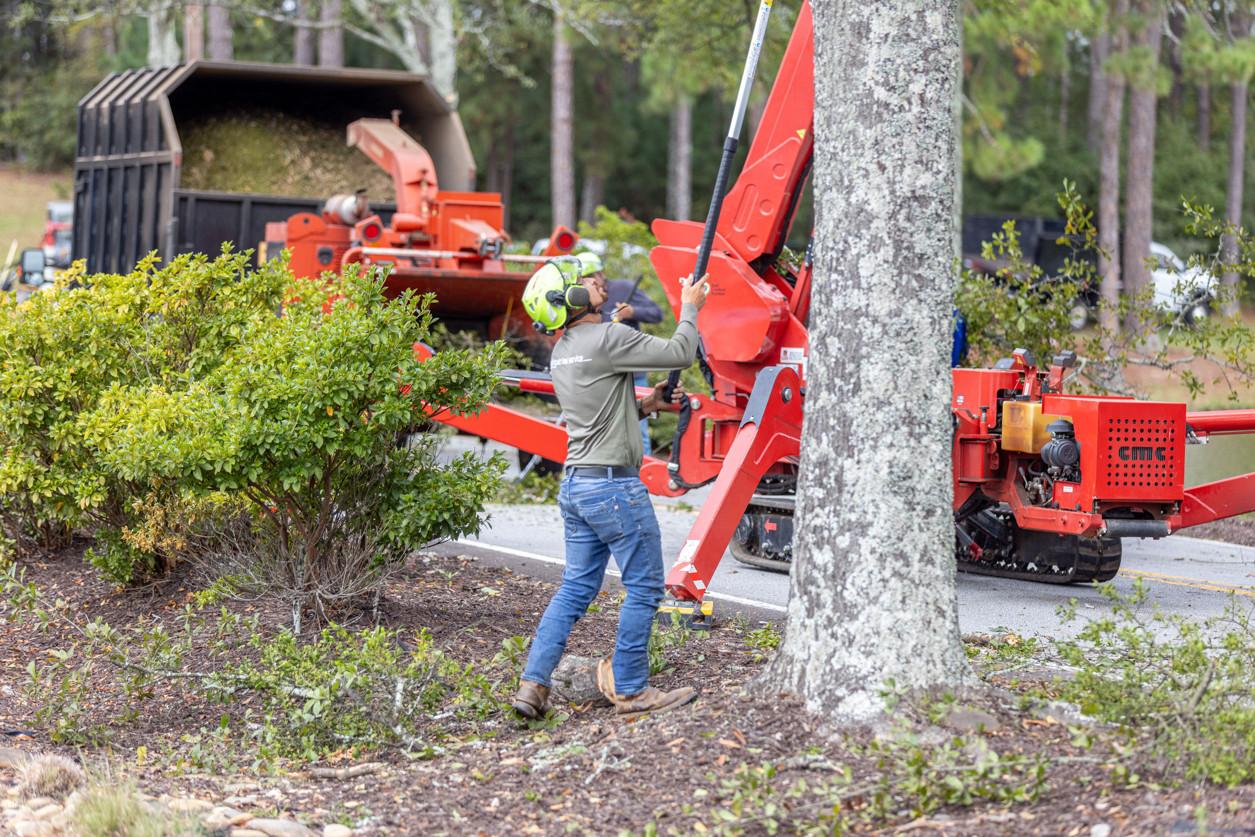 Photo of Rodriguez Tree Services