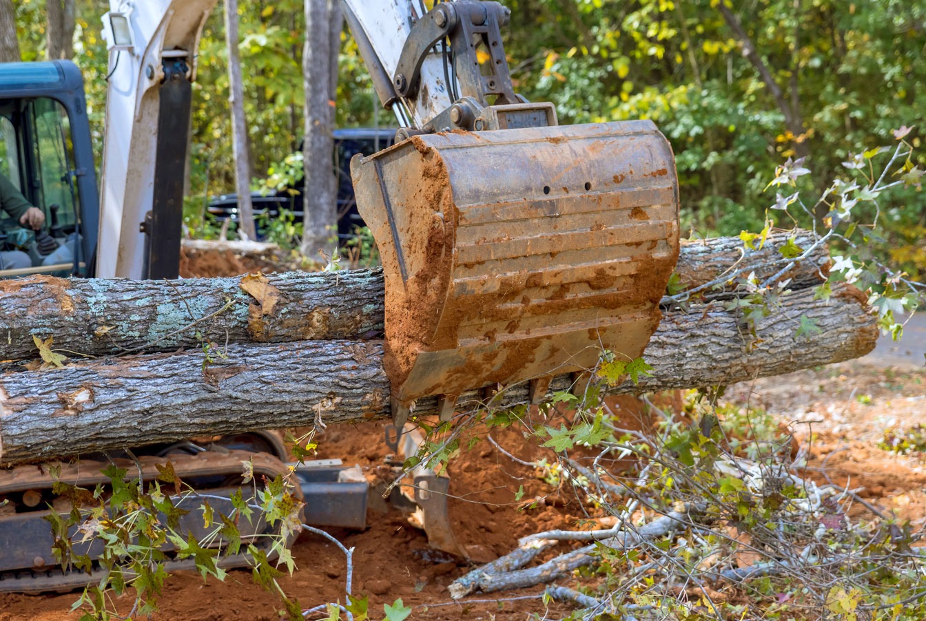 Rodriguez Tree Services tree service work